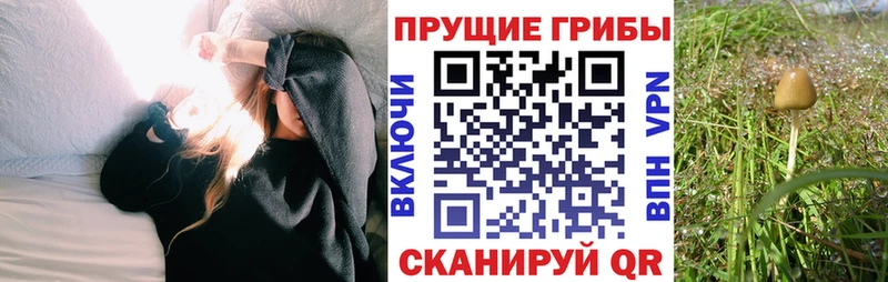 Галлюциногенные грибы Cubensis Сухой Лог